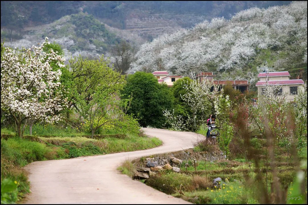【春天,广西桂林灌阳县向您发出邀请!】我们在灌阳看梨花 - 游山玩水 - 凭祥生活社区 - 凭祥28生活网 pingxiang.28life.com