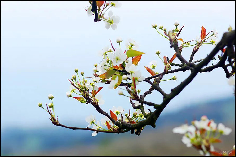 【春天,广西桂林灌阳县向您发出邀请!】我们在灌阳看梨花 - 游山玩水 - 凭祥生活社区 - 凭祥28生活网 pingxiang.28life.com