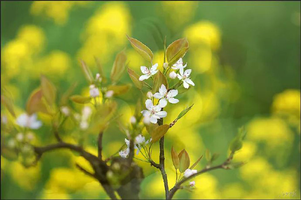 【春天,广西桂林灌阳县向您发出邀请!】我们在灌阳看梨花 - 游山玩水 - 凭祥生活社区 - 凭祥28生活网 pingxiang.28life.com