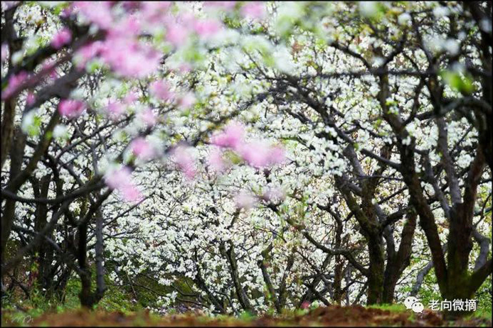 【春天,广西桂林灌阳县向您发出邀请!】我们在灌阳看梨花 - 游山玩水 - 凭祥生活社区 - 凭祥28生活网 pingxiang.28life.com