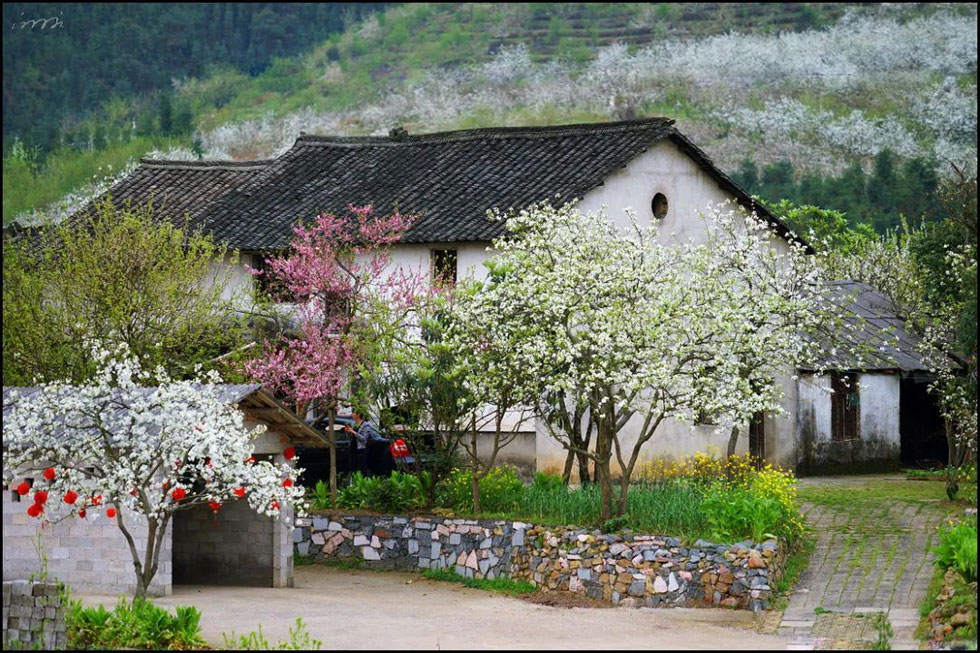 【春天,广西桂林灌阳县向您发出邀请!】我们在灌阳看梨花 - 游山玩水 - 凭祥生活社区 - 凭祥28生活网 pingxiang.28life.com