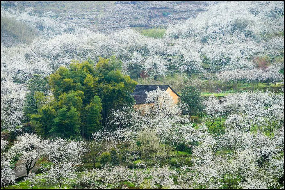 【春天,广西桂林灌阳县向您发出邀请!】我们在灌阳看梨花 - 游山玩水 - 凭祥生活社区 - 凭祥28生活网 pingxiang.28life.com