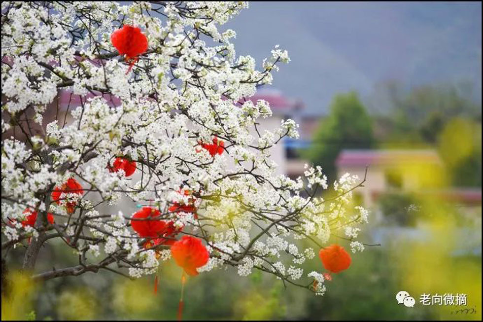 【春天,广西桂林灌阳县向您发出邀请!】我们在灌阳看梨花 - 游山玩水 - 凭祥生活社区 - 凭祥28生活网 pingxiang.28life.com
