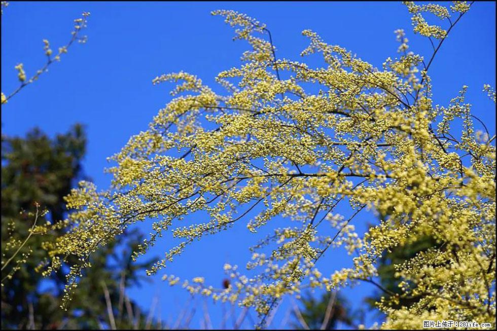 【春天,广西桂林灌阳县向您发出邀请!】米珠山前有片山苍子花在飘香 - 游山玩水 - 凭祥生活社区 - 凭祥28生活网 pingxiang.28life.com