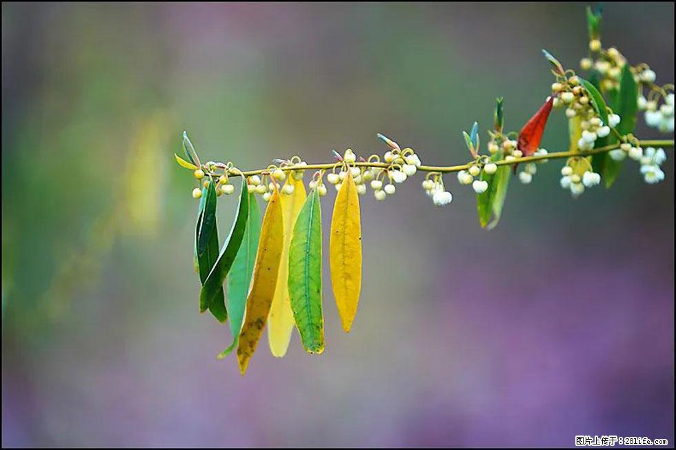 【春天,广西桂林灌阳县向您发出邀请!】米珠山前有片山苍子花在飘香 - 游山玩水 - 凭祥生活社区 - 凭祥28生活网 pingxiang.28life.com