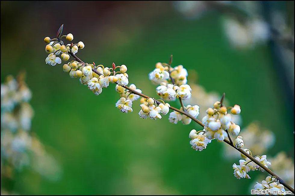 【春天,广西桂林灌阳县向您发出邀请!】米珠山前有片山苍子花在飘香 - 游山玩水 - 凭祥生活社区 - 凭祥28生活网 pingxiang.28life.com