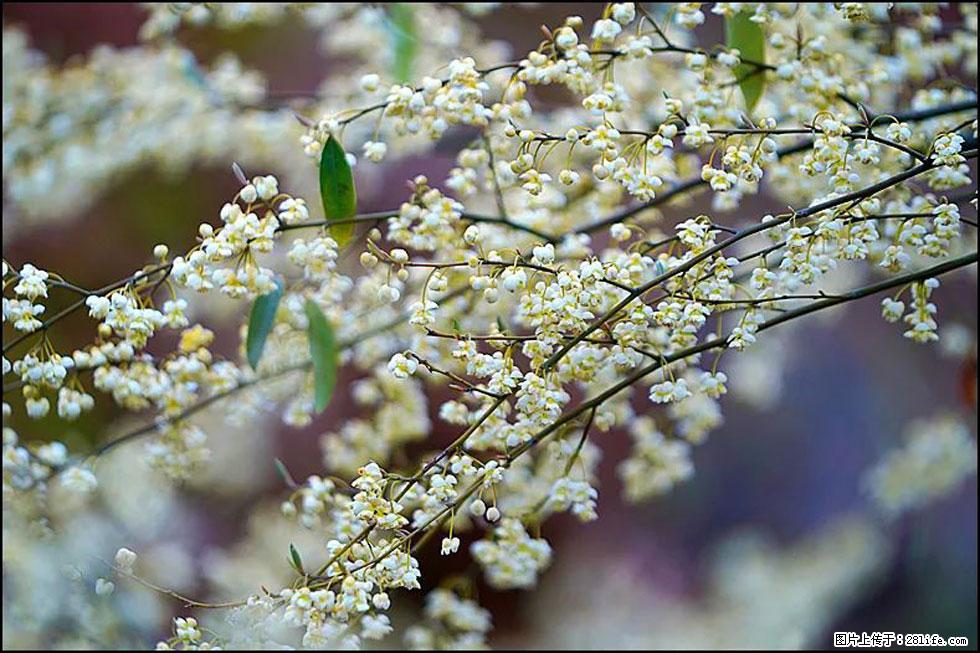 【春天,广西桂林灌阳县向您发出邀请!】米珠山前有片山苍子花在飘香 - 游山玩水 - 凭祥生活社区 - 凭祥28生活网 pingxiang.28life.com