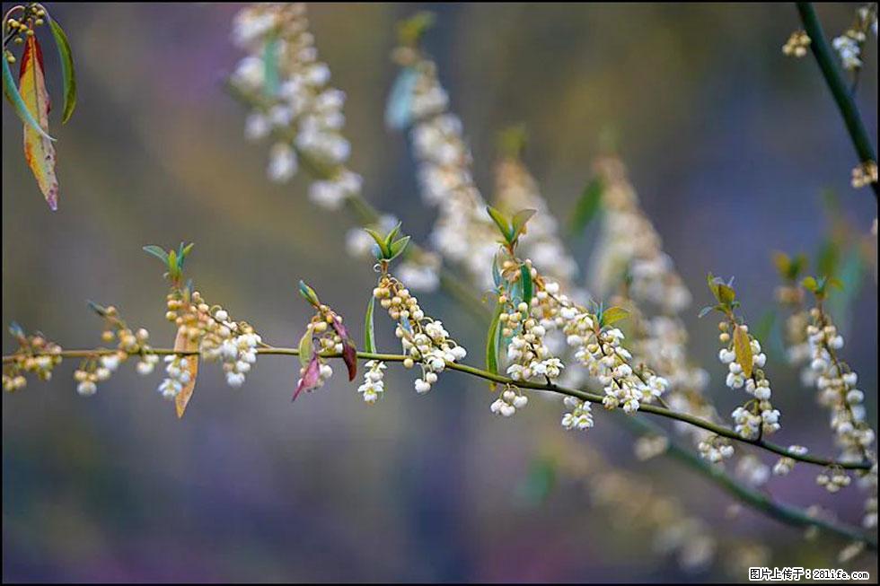 【春天,广西桂林灌阳县向您发出邀请!】米珠山前有片山苍子花在飘香 - 游山玩水 - 凭祥生活社区 - 凭祥28生活网 pingxiang.28life.com