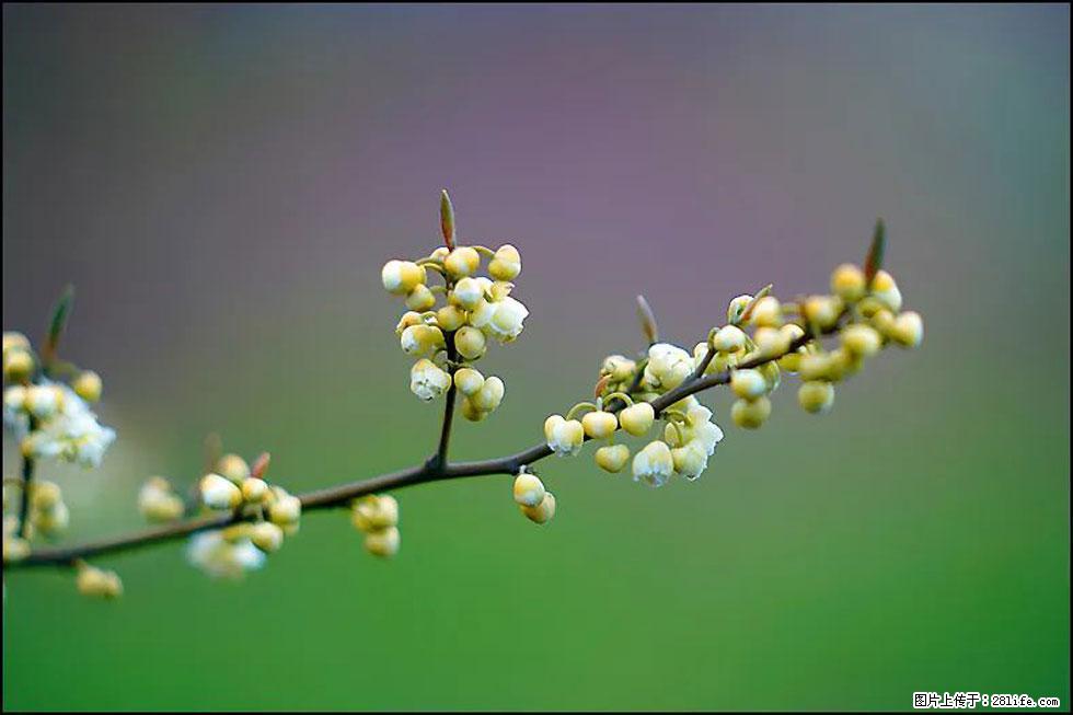 【春天,广西桂林灌阳县向您发出邀请!】米珠山前有片山苍子花在飘香 - 游山玩水 - 凭祥生活社区 - 凭祥28生活网 pingxiang.28life.com
