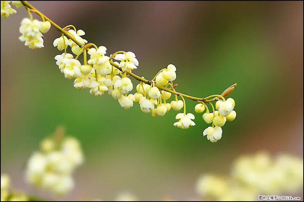 【春天,广西桂林灌阳县向您发出邀请!】米珠山前有片山苍子花在飘香 - 游山玩水 - 凭祥生活社区 - 凭祥28生活网 pingxiang.28life.com