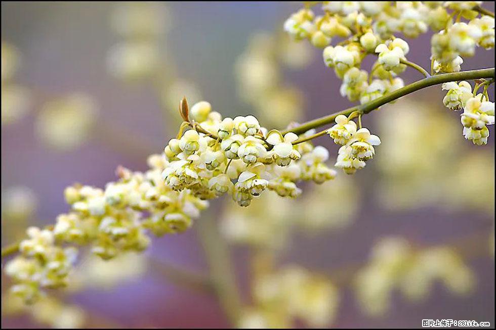 【春天,广西桂林灌阳县向您发出邀请!】米珠山前有片山苍子花在飘香 - 游山玩水 - 凭祥生活社区 - 凭祥28生活网 pingxiang.28life.com