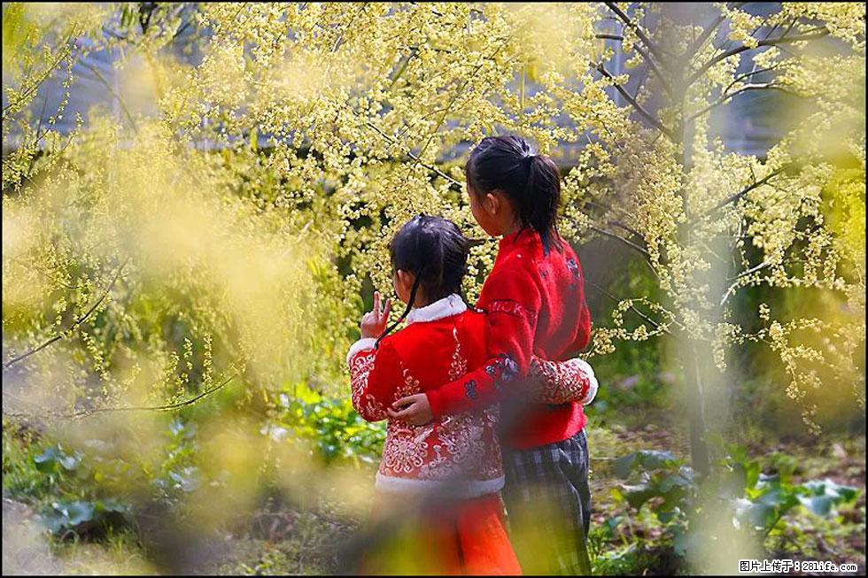 【春天,广西桂林灌阳县向您发出邀请!】米珠山前有片山苍子花在飘香 - 游山玩水 - 凭祥生活社区 - 凭祥28生活网 pingxiang.28life.com