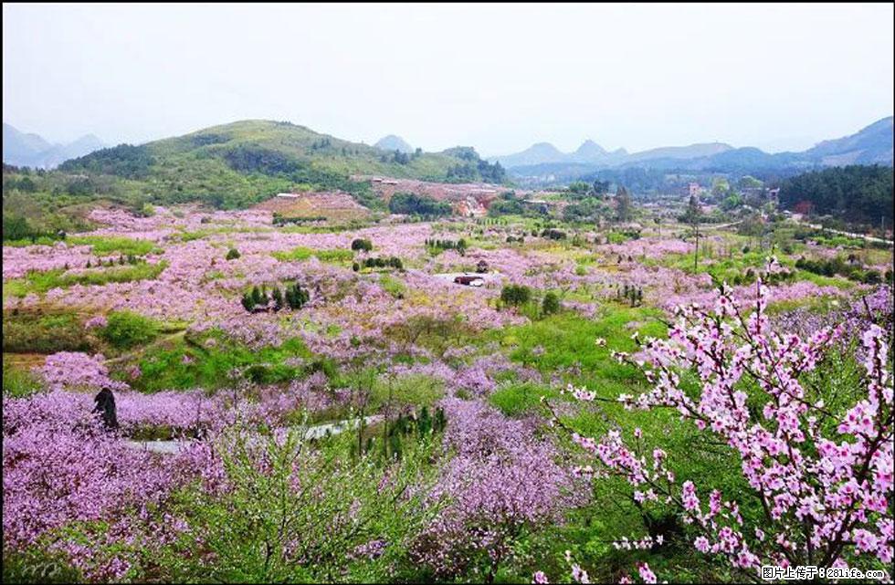 【春天，广西桂林灌阳县向您发出邀请！】官庄村有个醉美的桃花园 - 游山玩水 - 凭祥生活社区 - 凭祥28生活网 pingxiang.28life.com