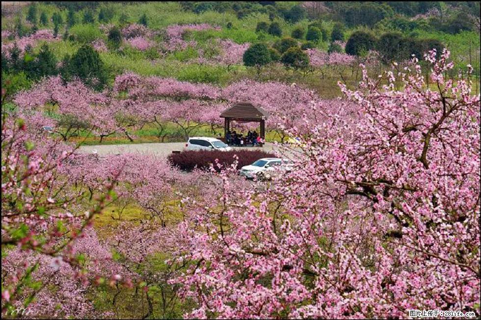 【春天，广西桂林灌阳县向您发出邀请！】官庄村有个醉美的桃花园 - 游山玩水 - 凭祥生活社区 - 凭祥28生活网 pingxiang.28life.com