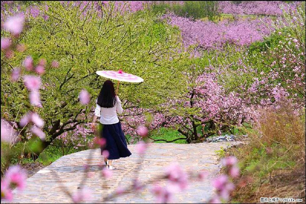 【春天，广西桂林灌阳县向您发出邀请！】官庄村有个醉美的桃花园 - 游山玩水 - 凭祥生活社区 - 凭祥28生活网 pingxiang.28life.com