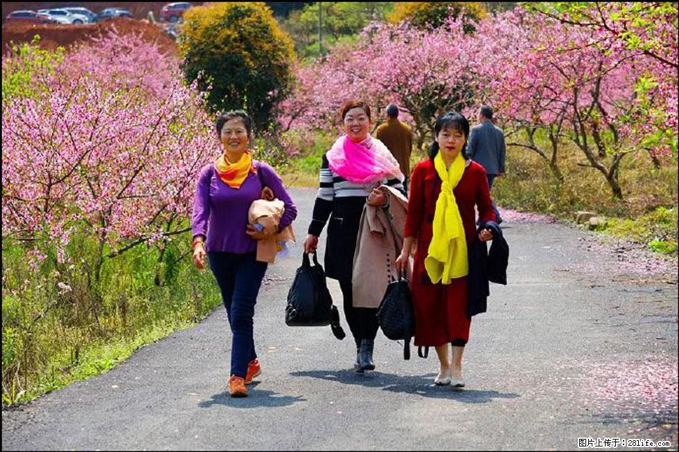 【春天，广西桂林灌阳县向您发出邀请！】官庄村有个醉美的桃花园 - 游山玩水 - 凭祥生活社区 - 凭祥28生活网 pingxiang.28life.com