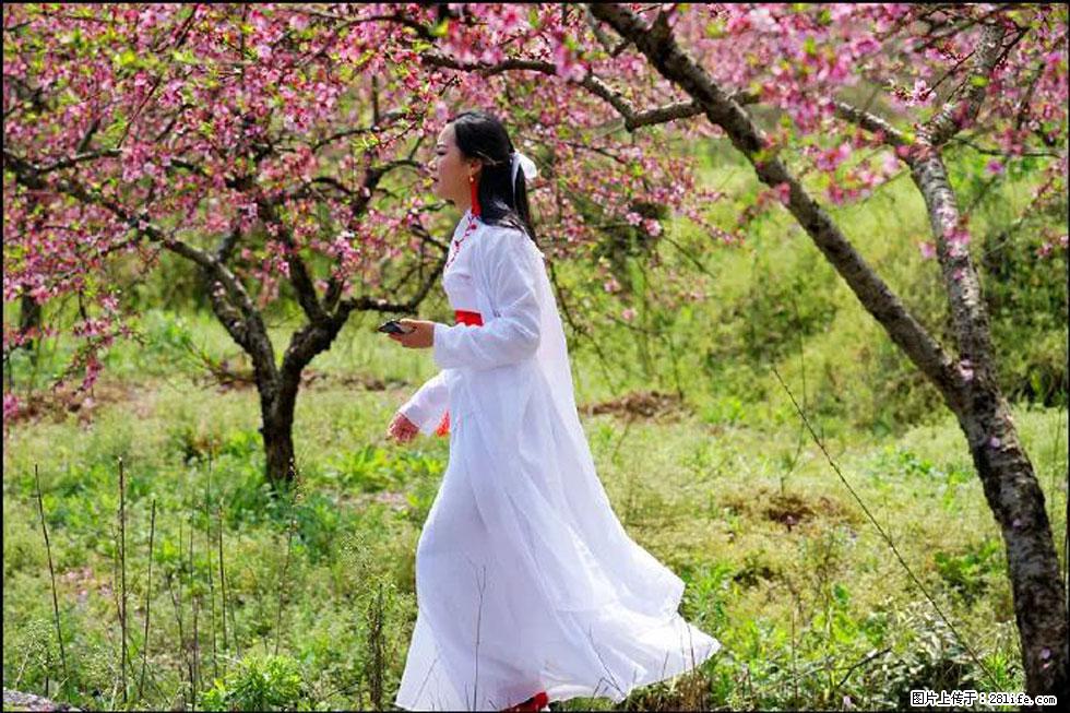 【春天，广西桂林灌阳县向您发出邀请！】官庄村有个醉美的桃花园 - 游山玩水 - 凭祥生活社区 - 凭祥28生活网 pingxiang.28life.com