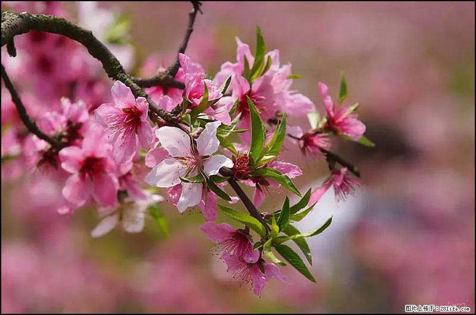 【春天，广西桂林灌阳县向您发出邀请！】官庄村有个醉美的桃花园 - 游山玩水 - 凭祥生活社区 - 凭祥28生活网 pingxiang.28life.com