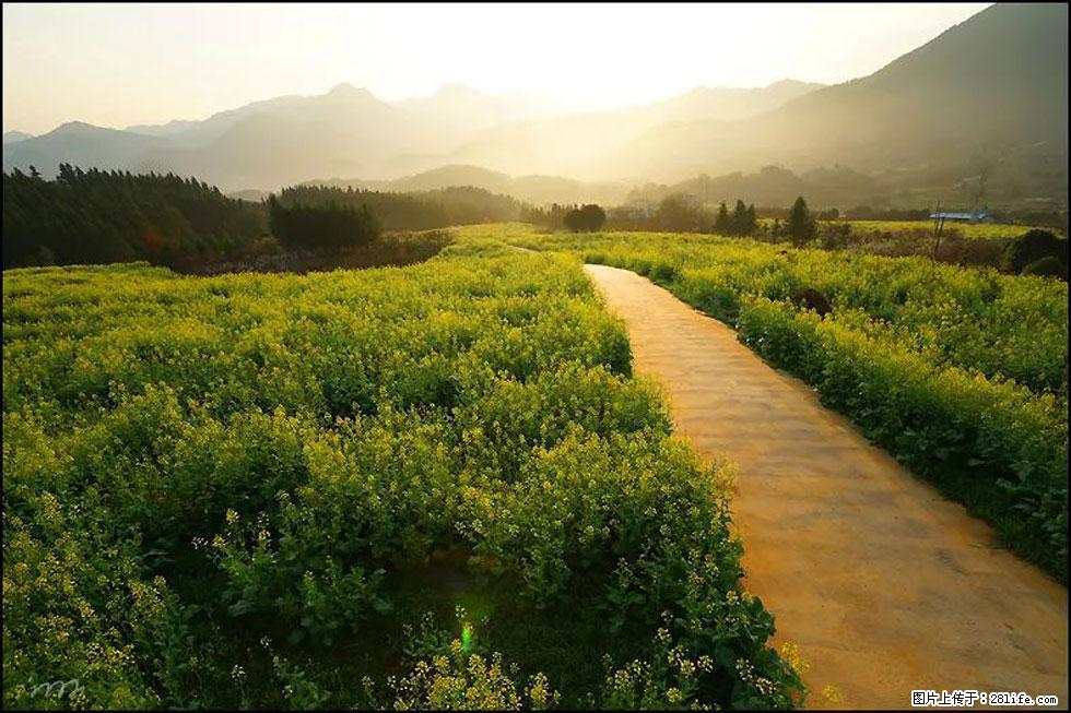 【春天,广西桂林灌阳县向您发出邀请!】长坪村油菜盛情花开 - 游山玩水 - 凭祥生活社区 - 凭祥28生活网 pingxiang.28life.com
