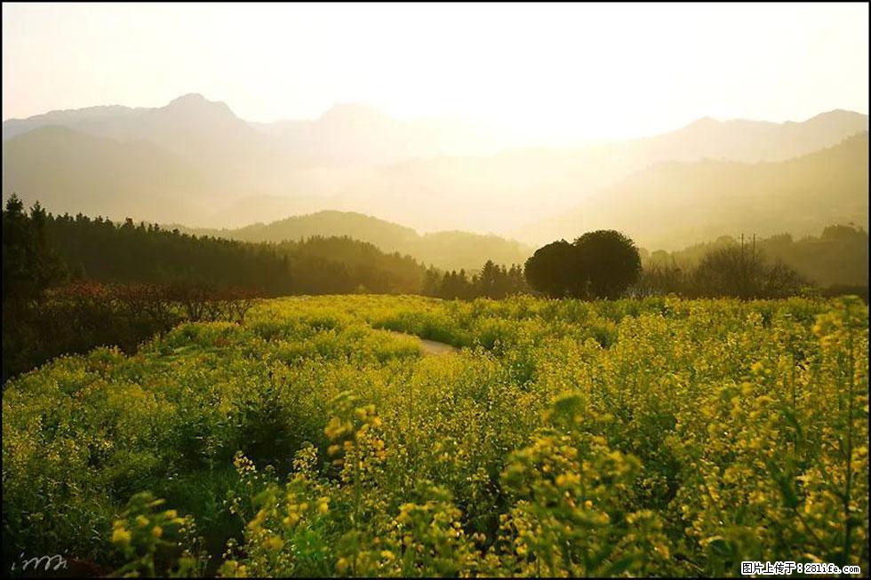 【春天,广西桂林灌阳县向您发出邀请!】长坪村油菜盛情花开 - 游山玩水 - 凭祥生活社区 - 凭祥28生活网 pingxiang.28life.com