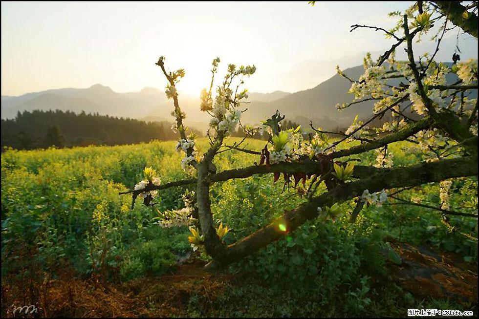 【春天,广西桂林灌阳县向您发出邀请!】长坪村油菜盛情花开 - 游山玩水 - 凭祥生活社区 - 凭祥28生活网 pingxiang.28life.com