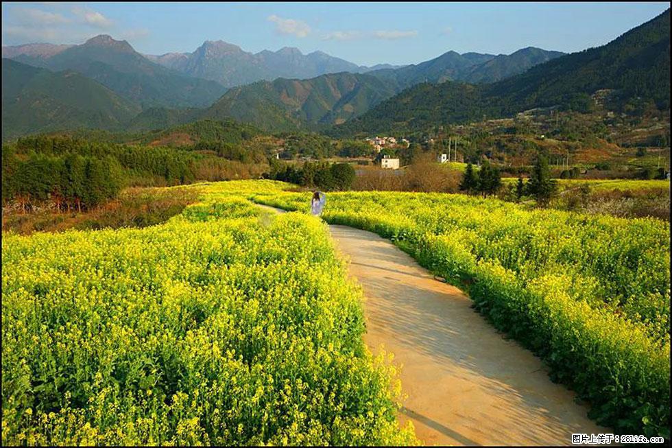 【春天,广西桂林灌阳县向您发出邀请!】长坪村油菜盛情花开 - 游山玩水 - 凭祥生活社区 - 凭祥28生活网 pingxiang.28life.com