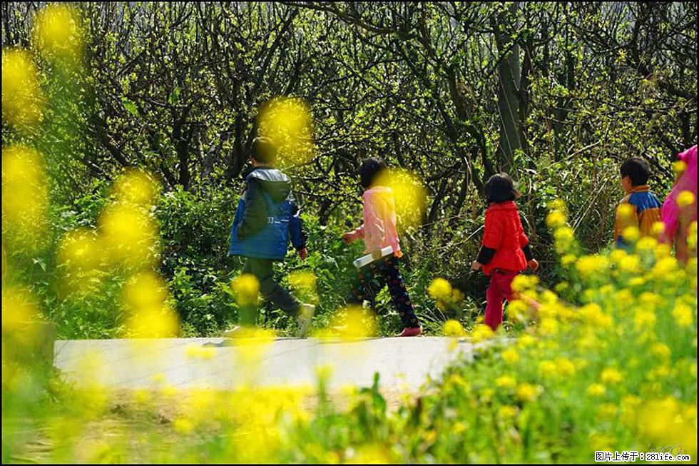 【春天,广西桂林灌阳县向您发出邀请!】长坪村油菜盛情花开 - 游山玩水 - 凭祥生活社区 - 凭祥28生活网 pingxiang.28life.com