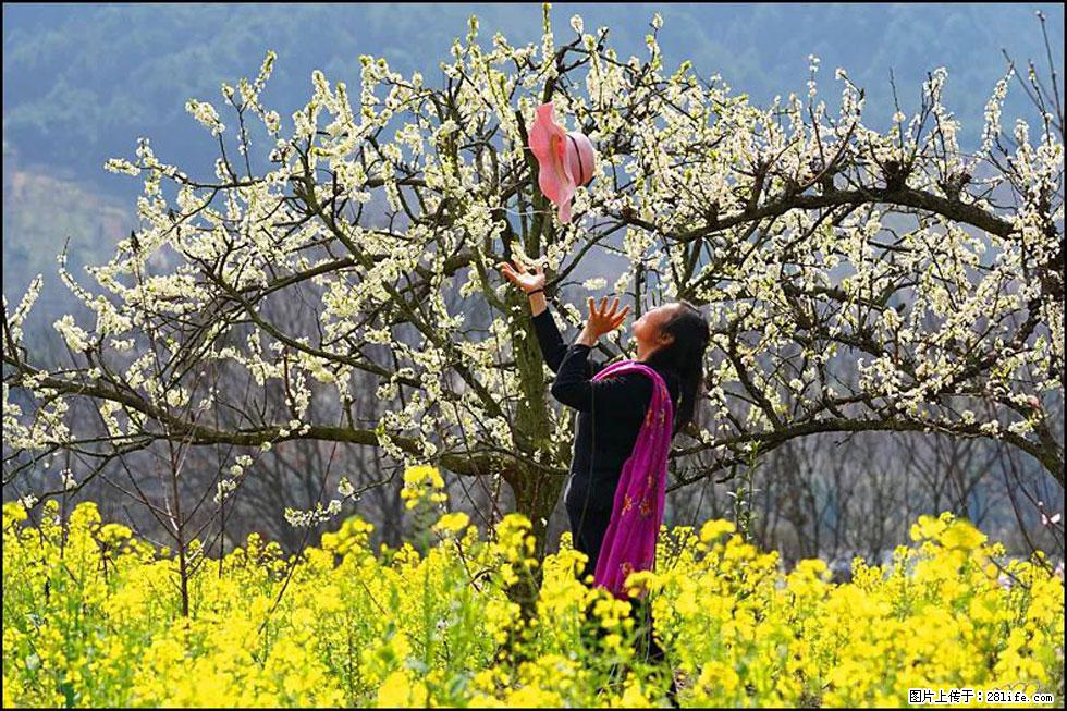 【春天,广西桂林灌阳县向您发出邀请!】长坪村油菜盛情花开 - 游山玩水 - 凭祥生活社区 - 凭祥28生活网 pingxiang.28life.com