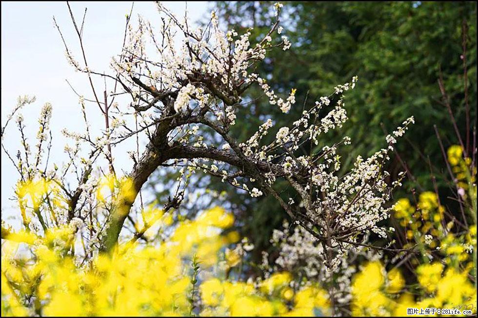 【春天,广西桂林灌阳县向您发出邀请!】长坪村油菜盛情花开 - 游山玩水 - 凭祥生活社区 - 凭祥28生活网 pingxiang.28life.com