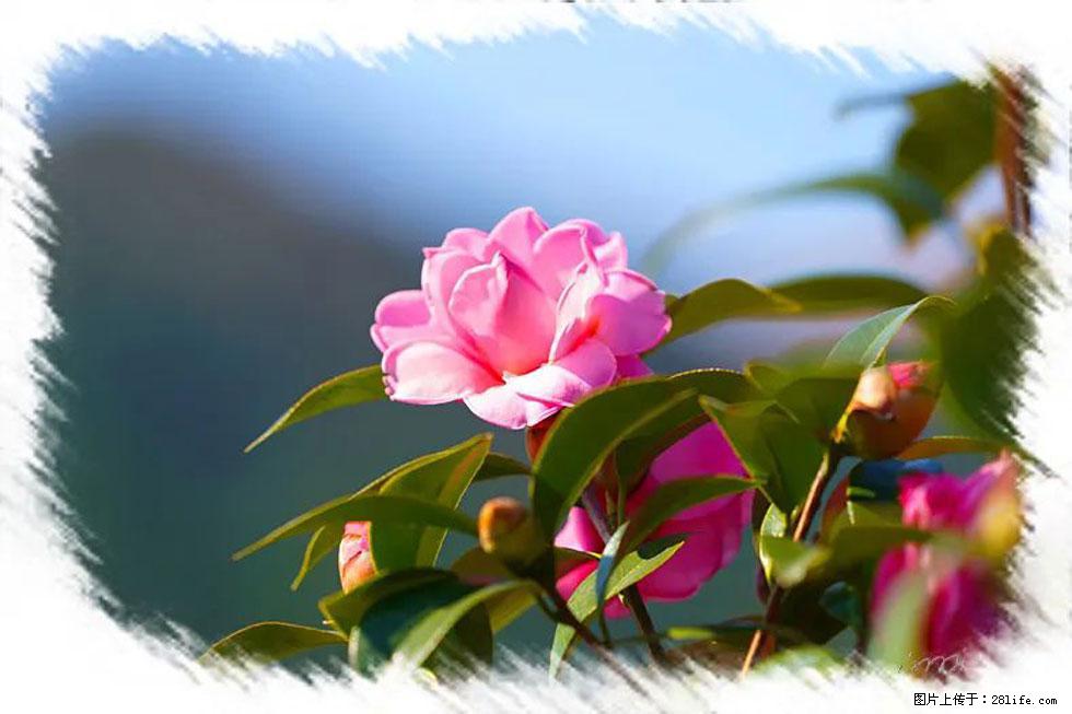 【春天,广西桂林灌阳县向您发出邀请!】杨柳井茶花惹人爱 - 游山玩水 - 凭祥生活社区 - 凭祥28生活网 pingxiang.28life.com