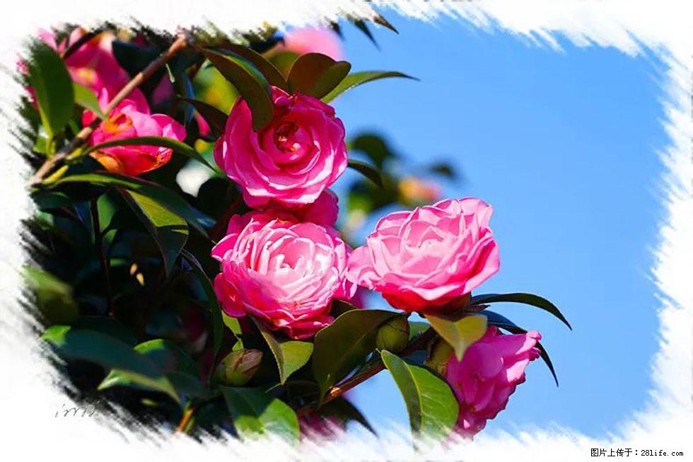 【春天,广西桂林灌阳县向您发出邀请!】杨柳井茶花惹人爱 - 游山玩水 - 凭祥生活社区 - 凭祥28生活网 pingxiang.28life.com