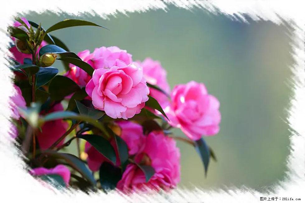 【春天,广西桂林灌阳县向您发出邀请!】杨柳井茶花惹人爱 - 游山玩水 - 凭祥生活社区 - 凭祥28生活网 pingxiang.28life.com