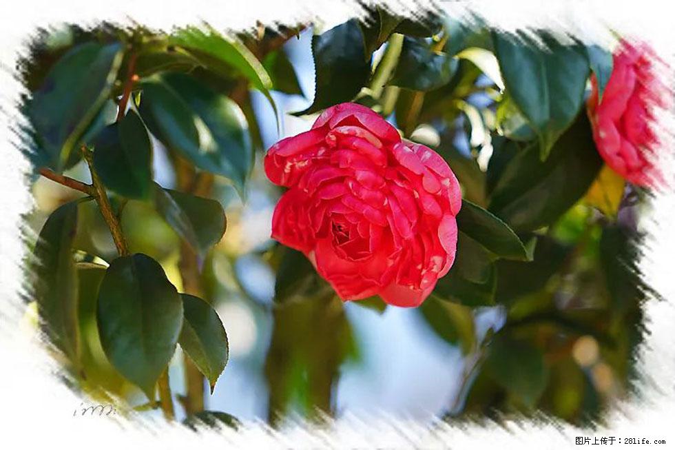 【春天,广西桂林灌阳县向您发出邀请!】杨柳井茶花惹人爱 - 游山玩水 - 凭祥生活社区 - 凭祥28生活网 pingxiang.28life.com