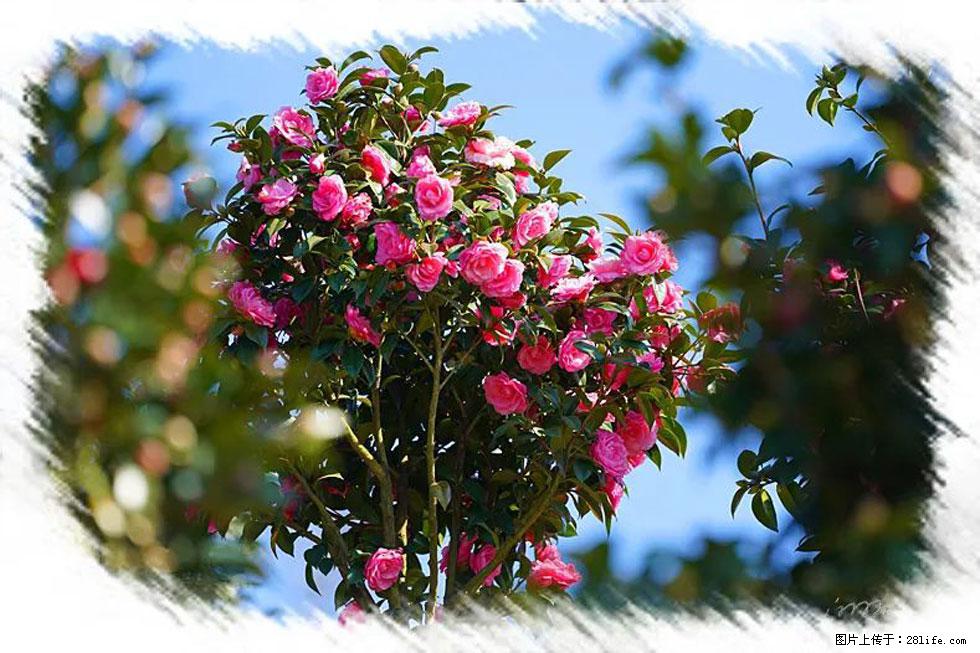 【春天,广西桂林灌阳县向您发出邀请!】杨柳井茶花惹人爱 - 游山玩水 - 凭祥生活社区 - 凭祥28生活网 pingxiang.28life.com