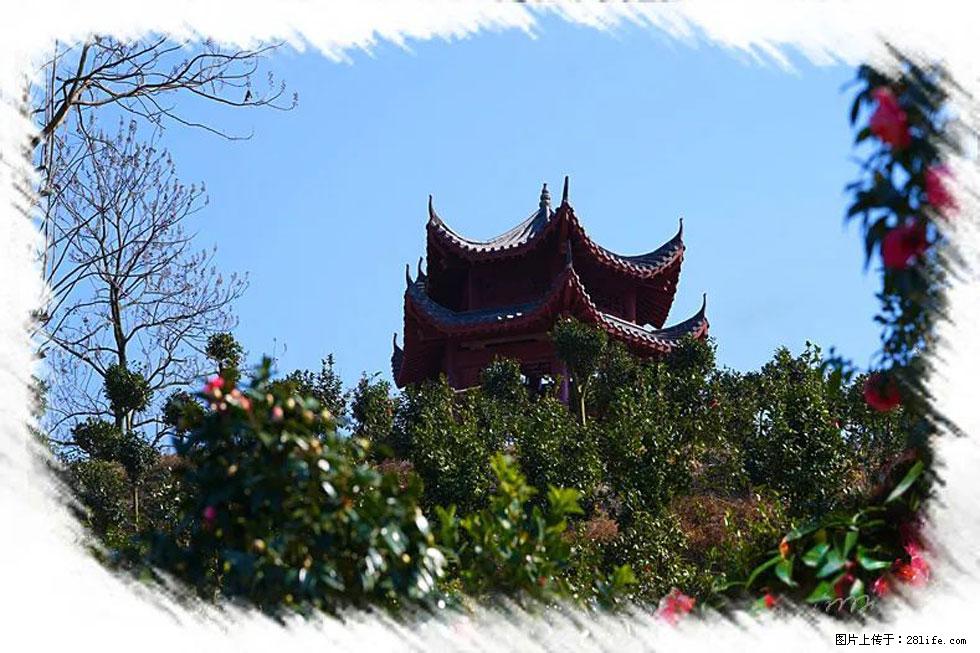 【春天,广西桂林灌阳县向您发出邀请!】杨柳井茶花惹人爱 - 游山玩水 - 凭祥生活社区 - 凭祥28生活网 pingxiang.28life.com