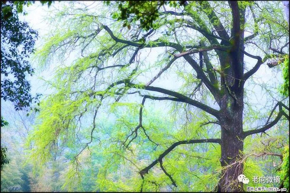 【春天,广西桂林灌阳县向您发出邀请!】在小龙村与春天约会 - 游山玩水 - 凭祥生活社区 - 凭祥28生活网 pingxiang.28life.com