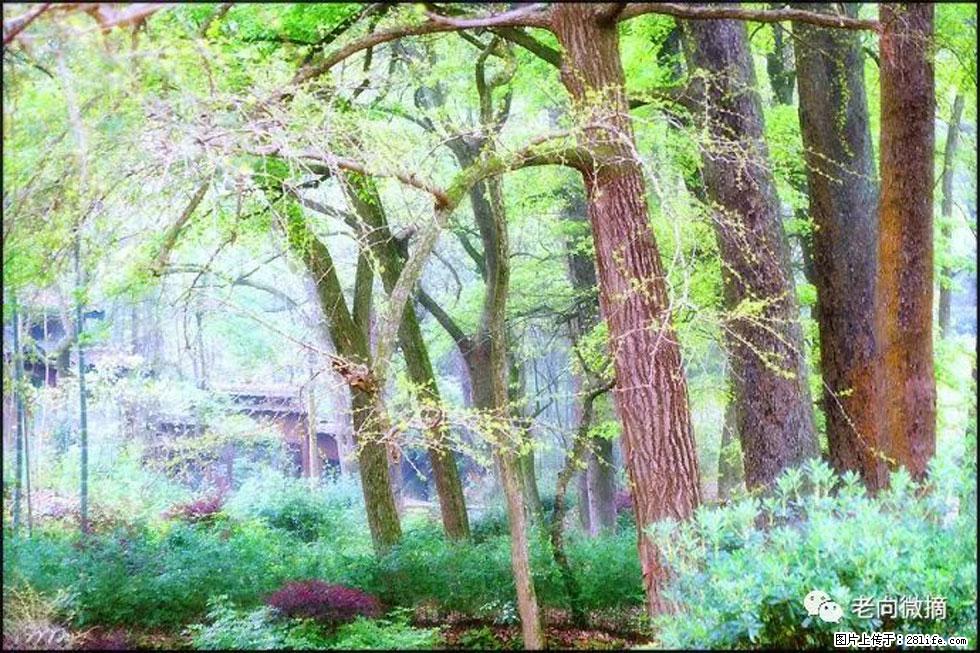 【春天,广西桂林灌阳县向您发出邀请!】在小龙村与春天约会 - 游山玩水 - 凭祥生活社区 - 凭祥28生活网 pingxiang.28life.com