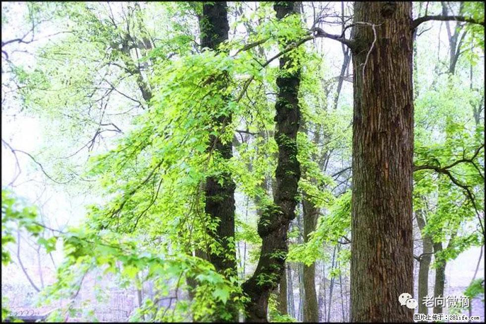 【春天,广西桂林灌阳县向您发出邀请!】在小龙村与春天约会 - 游山玩水 - 凭祥生活社区 - 凭祥28生活网 pingxiang.28life.com