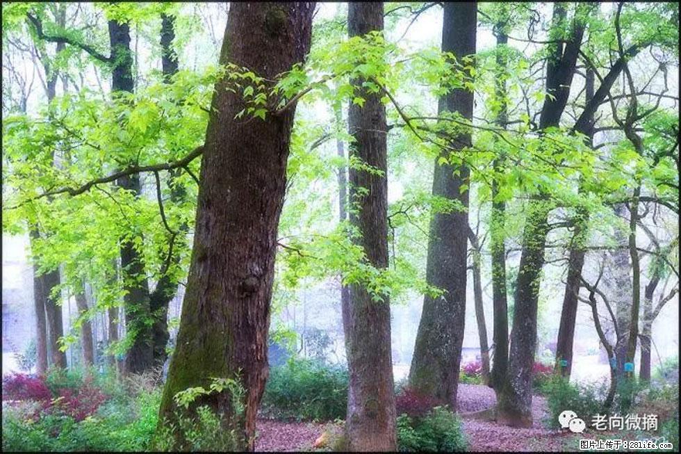 【春天,广西桂林灌阳县向您发出邀请!】在小龙村与春天约会 - 游山玩水 - 凭祥生活社区 - 凭祥28生活网 pingxiang.28life.com