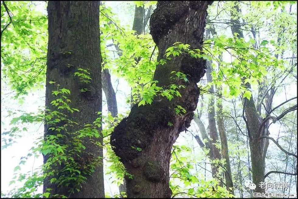 【春天,广西桂林灌阳县向您发出邀请!】在小龙村与春天约会 - 游山玩水 - 凭祥生活社区 - 凭祥28生活网 pingxiang.28life.com