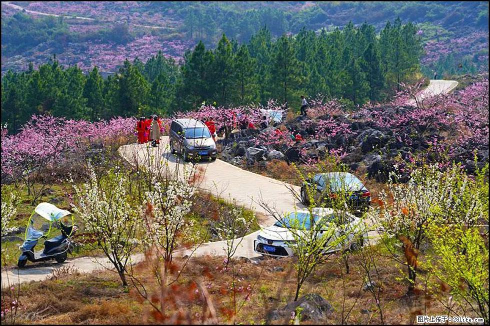 【春天,广西桂林灌阳县向您发出邀请!】望月岭上桃花开 - 游山玩水 - 凭祥生活社区 - 凭祥28生活网 pingxiang.28life.com