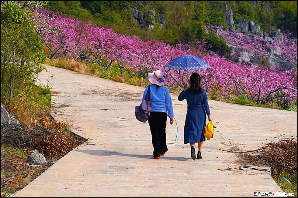 【春天,广西桂林灌阳县向您发出邀请!】望月岭上桃花开 - 游山玩水 - 凭祥生活社区 - 凭祥28生活网 pingxiang.28life.com