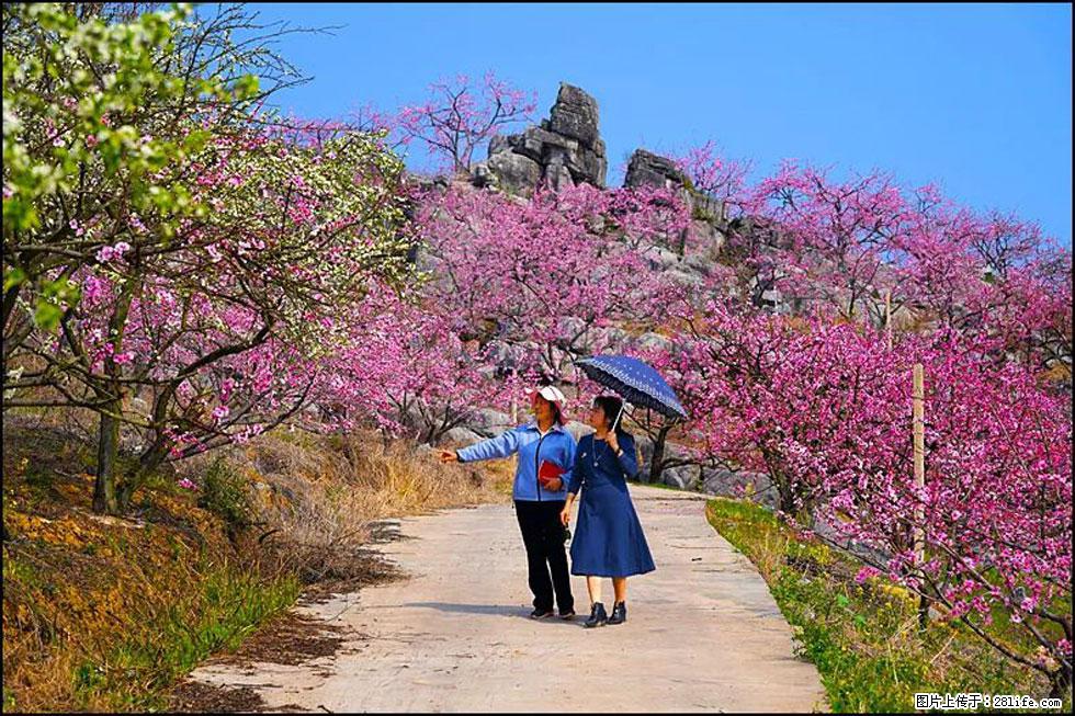 【春天,广西桂林灌阳县向您发出邀请!】望月岭上桃花开 - 游山玩水 - 凭祥生活社区 - 凭祥28生活网 pingxiang.28life.com