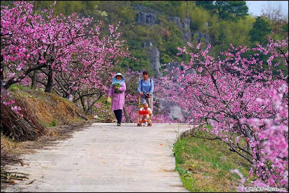 【春天,广西桂林灌阳县向您发出邀请!】望月岭上桃花开 - 游山玩水 - 凭祥生活社区 - 凭祥28生活网 pingxiang.28life.com