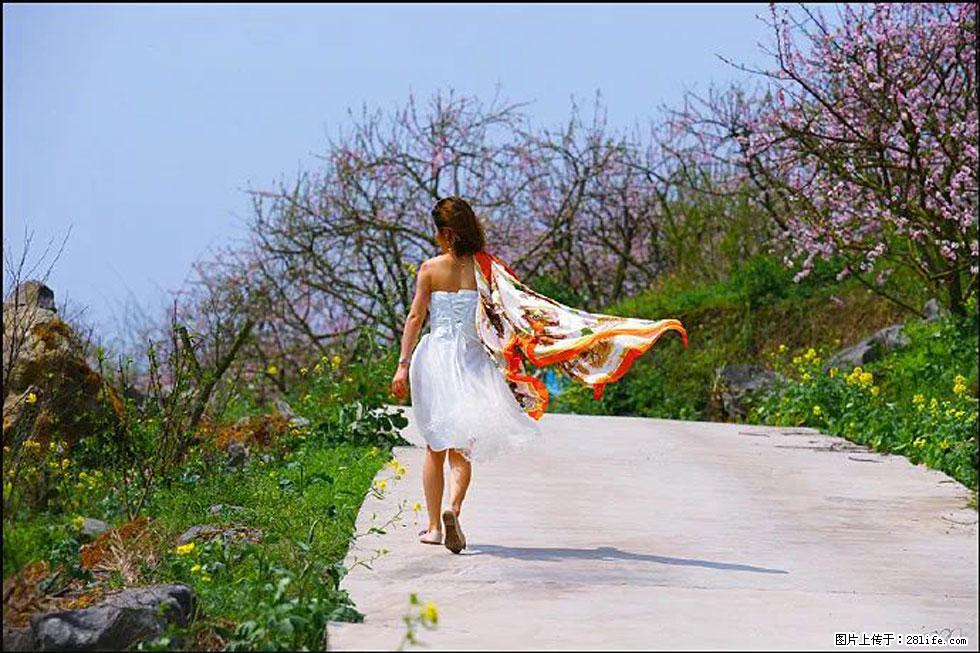 【春天,广西桂林灌阳县向您发出邀请!】望月岭上桃花开 - 游山玩水 - 凭祥生活社区 - 凭祥28生活网 pingxiang.28life.com