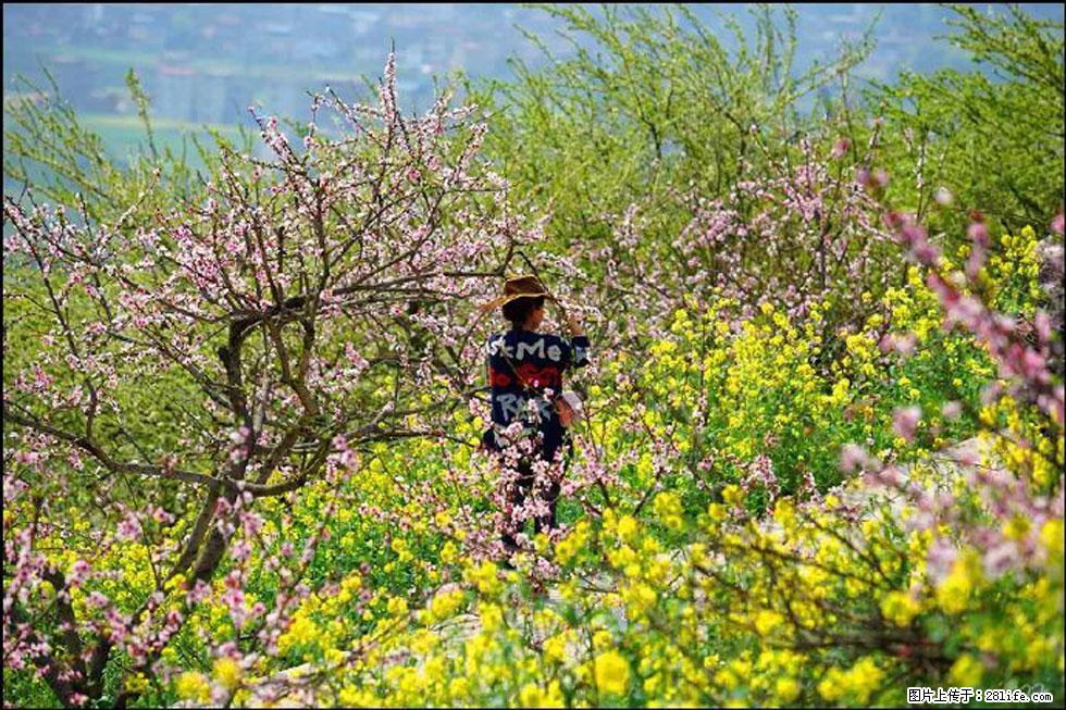 【春天,广西桂林灌阳县向您发出邀请!】望月岭上桃花开 - 游山玩水 - 凭祥生活社区 - 凭祥28生活网 pingxiang.28life.com
