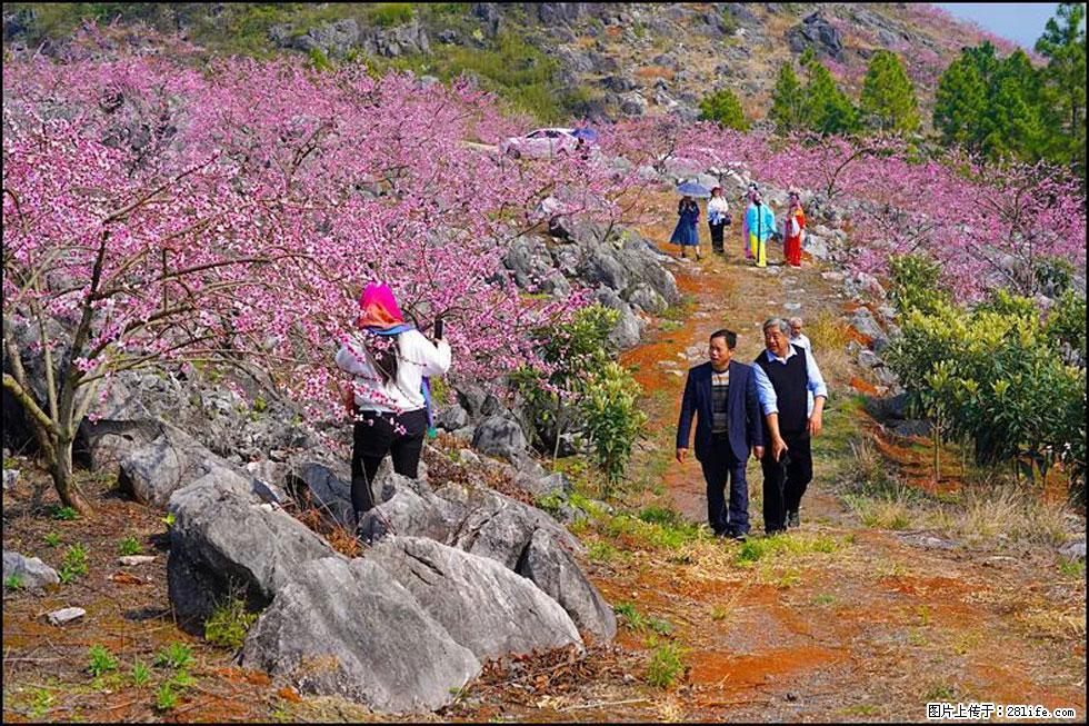 【春天,广西桂林灌阳县向您发出邀请!】望月岭上桃花开 - 游山玩水 - 凭祥生活社区 - 凭祥28生活网 pingxiang.28life.com