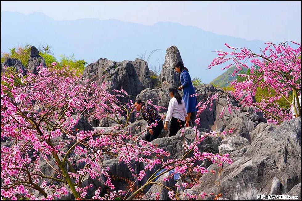【春天,广西桂林灌阳县向您发出邀请!】望月岭上桃花开 - 游山玩水 - 凭祥生活社区 - 凭祥28生活网 pingxiang.28life.com