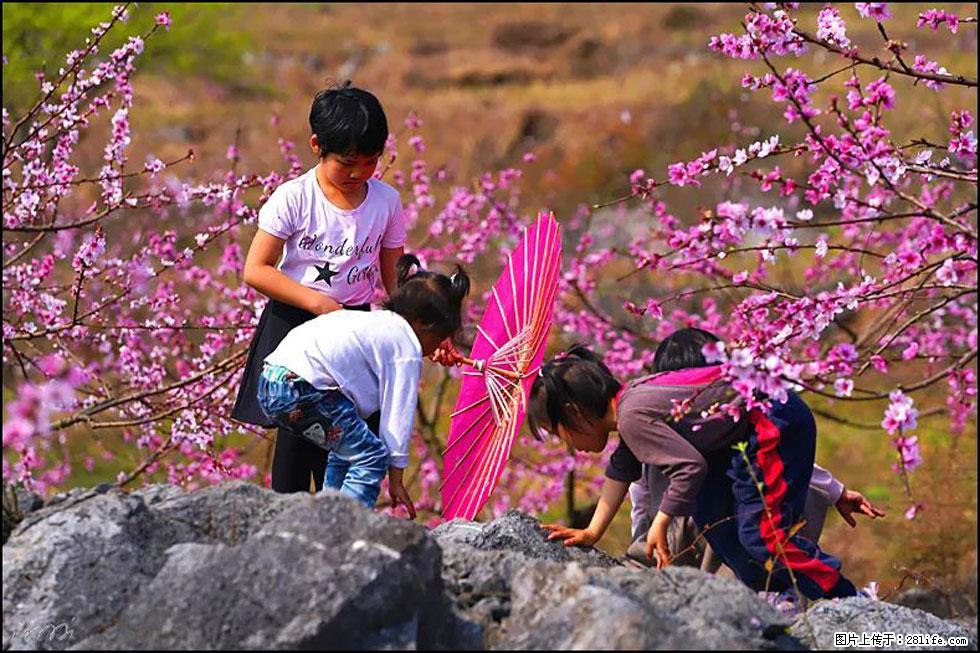 【春天,广西桂林灌阳县向您发出邀请!】望月岭上桃花开 - 游山玩水 - 凭祥生活社区 - 凭祥28生活网 pingxiang.28life.com
