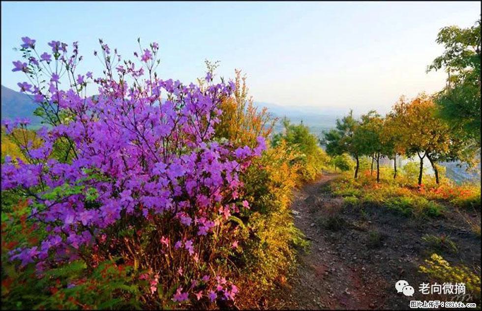 【春天,广西桂林灌阳县向您发出邀请!】登麒麟山,相约映山红 - 游山玩水 - 凭祥生活社区 - 凭祥28生活网 pingxiang.28life.com